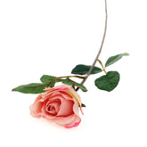 SINGE ECUADOR ROSE 1F 6LVS(V1R72)Unspecified